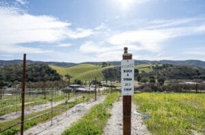 Syrah grapevines at Copia Vineyard Block 4 with hillside view.