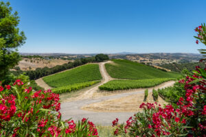 Scenic vineyard hill with winding path and red flowers