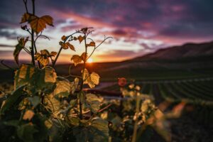 Grapevine at sunset over scenic vineyard landscape