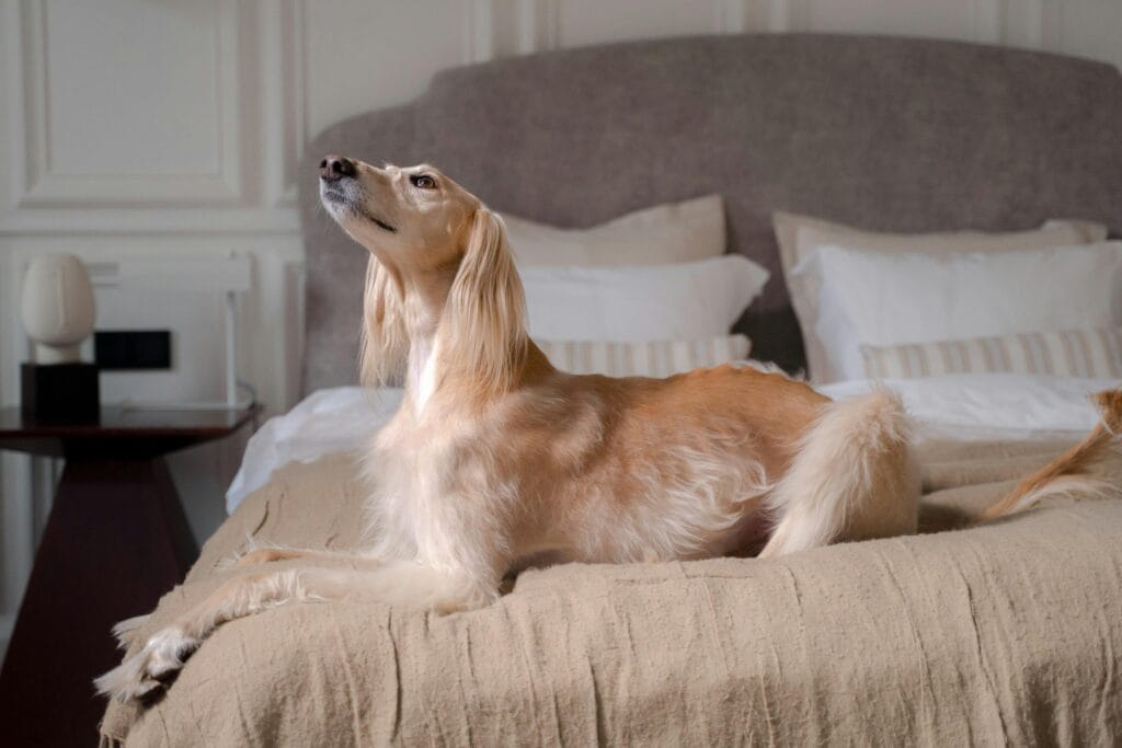 Elegant Saluki dog lounging on bed at Copia Vineyards