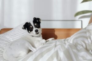 Small black and white dog relaxing at Copia Vineyards