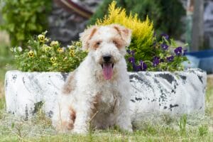 Fluffy terrier dog sitting by flowers at Copia Vineyards