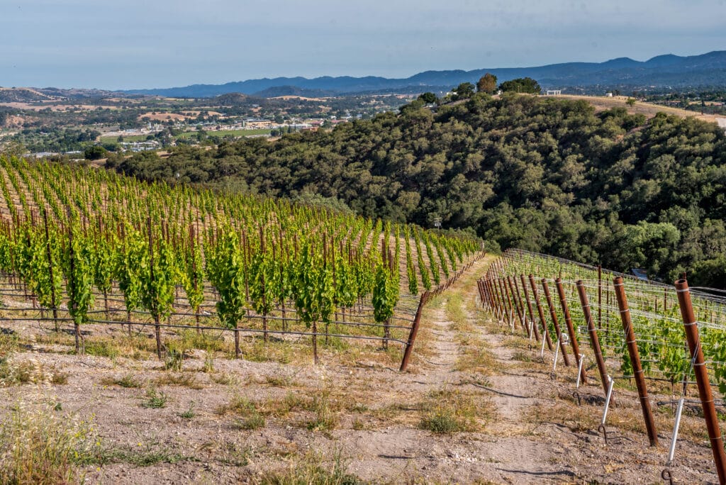 ush vineyard rows on hillside with mountain backdrop