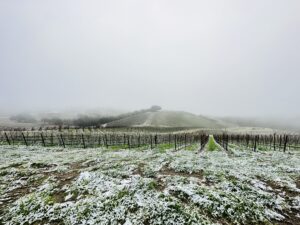 Snow-dusted vineyard rows under a foggy winter sky