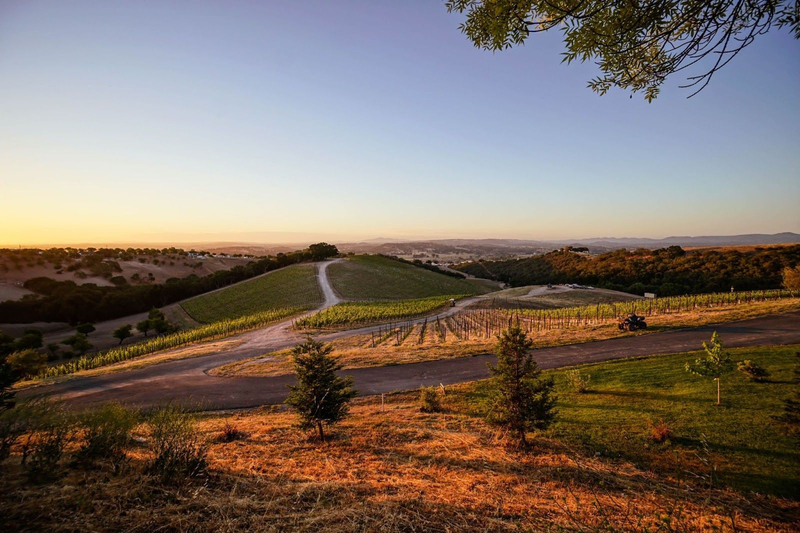 Sunset view of Copia Vineyards hillside landscape