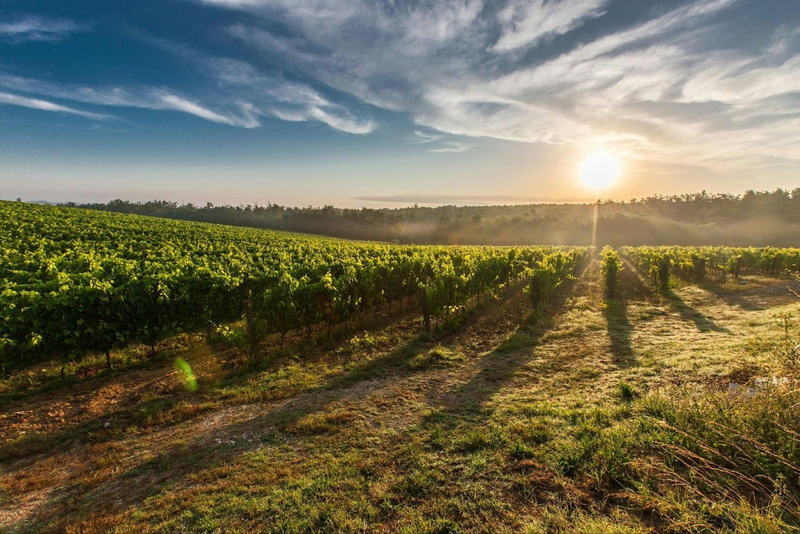Sunrise over Copia Vineyards with lush green vines