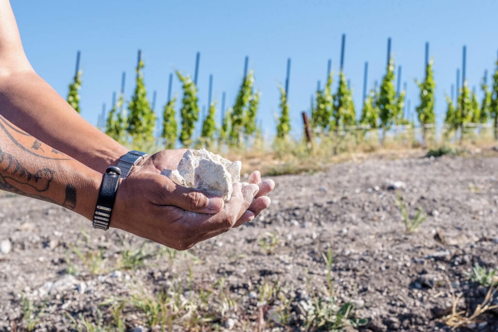 hands holding chalky white rocks on top of rugged soil with grape vines in the background