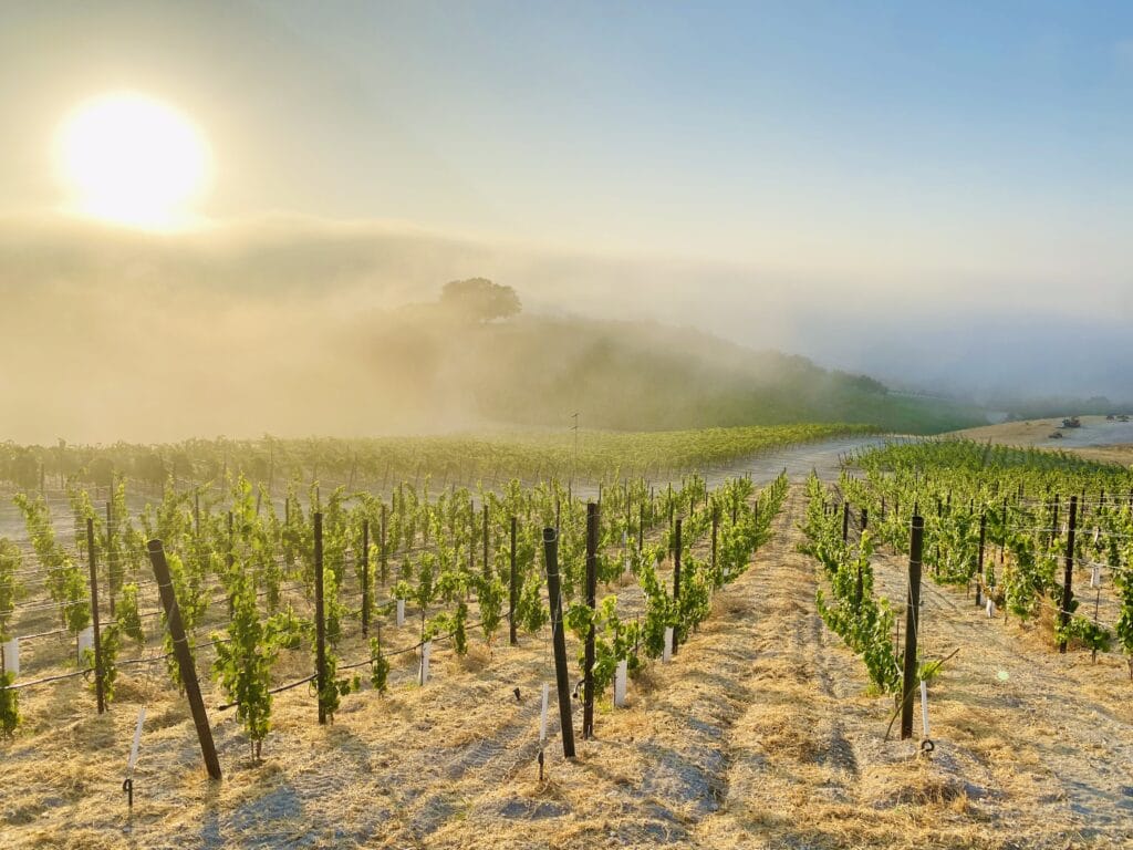 Copia Winery Story: A vineyard at sunrise with fog rolling through