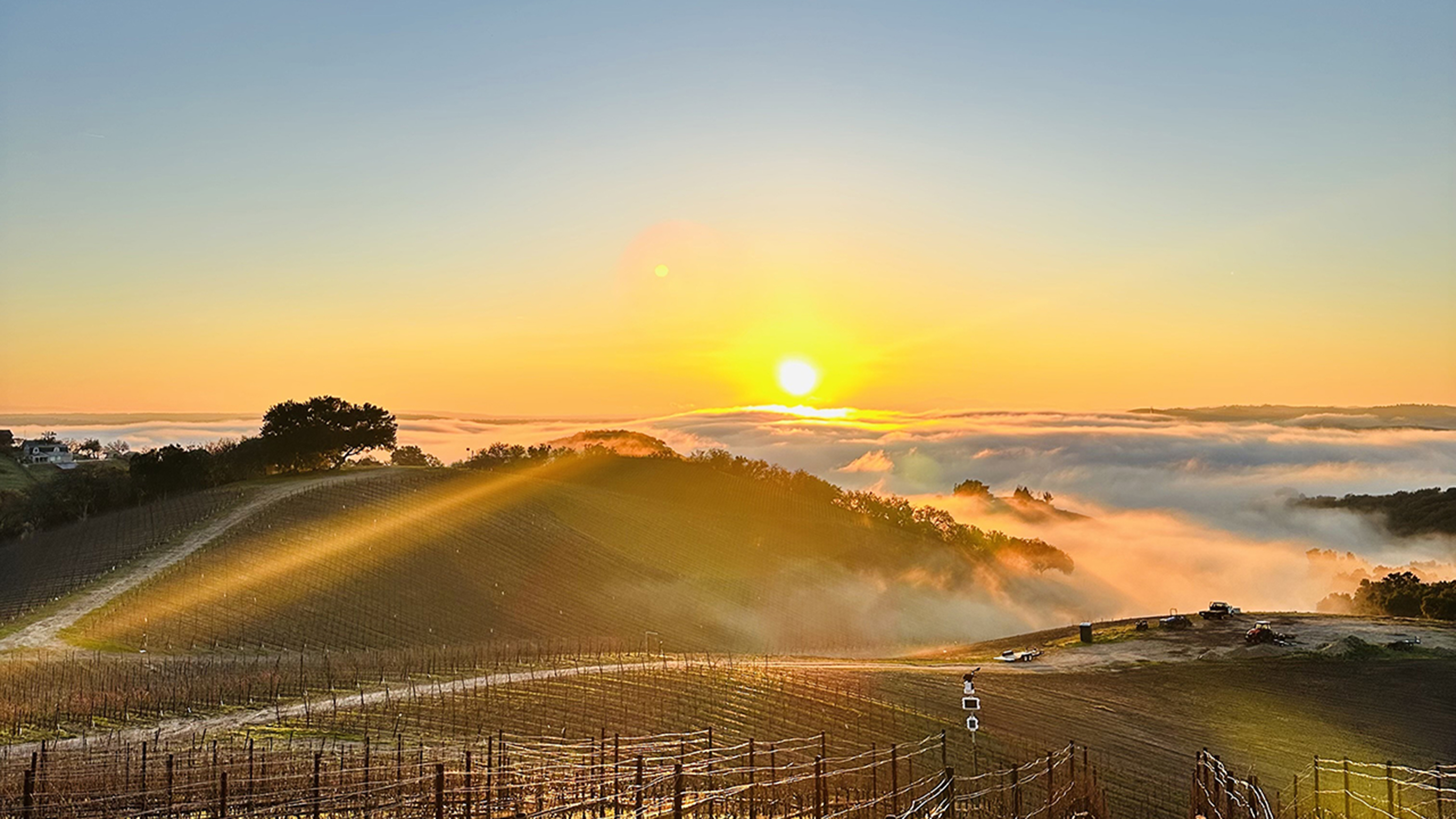 Sunrise in December | Copia Willow Creek Estate Vineyard, 2025, Photo by Anita Sahi