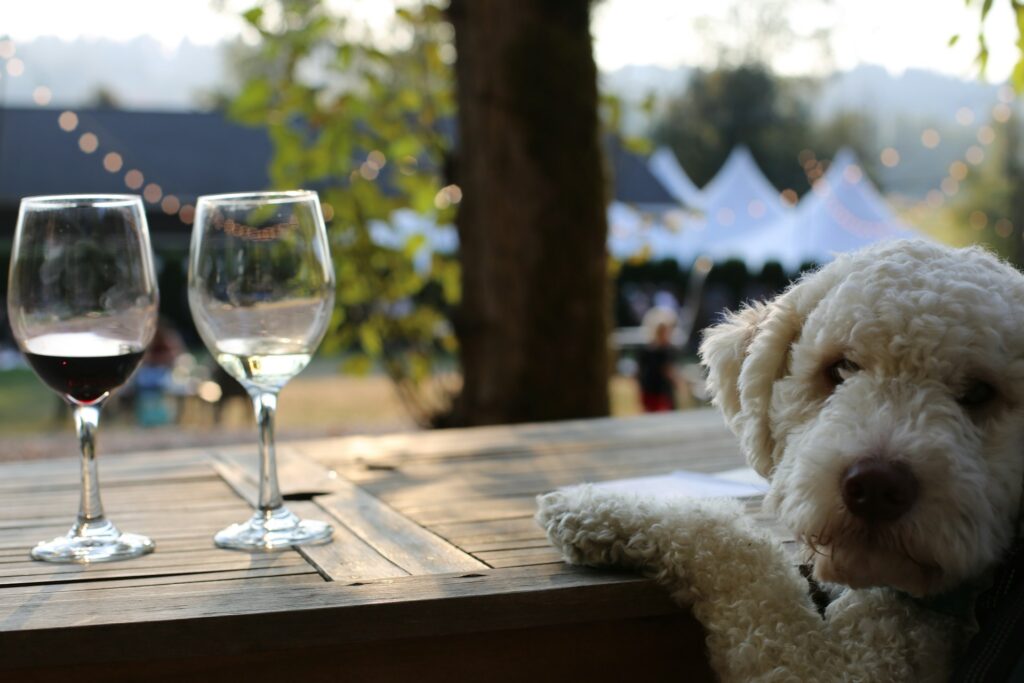 Dog Friendly Wineries in Paso Robles
