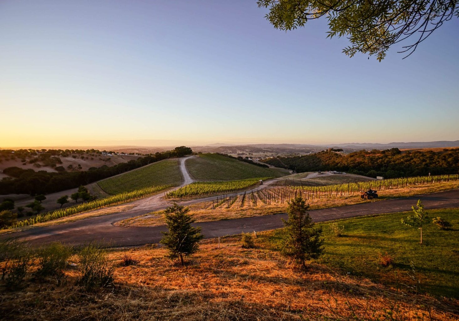 Golden hour over rolling vineyard hills and pathways