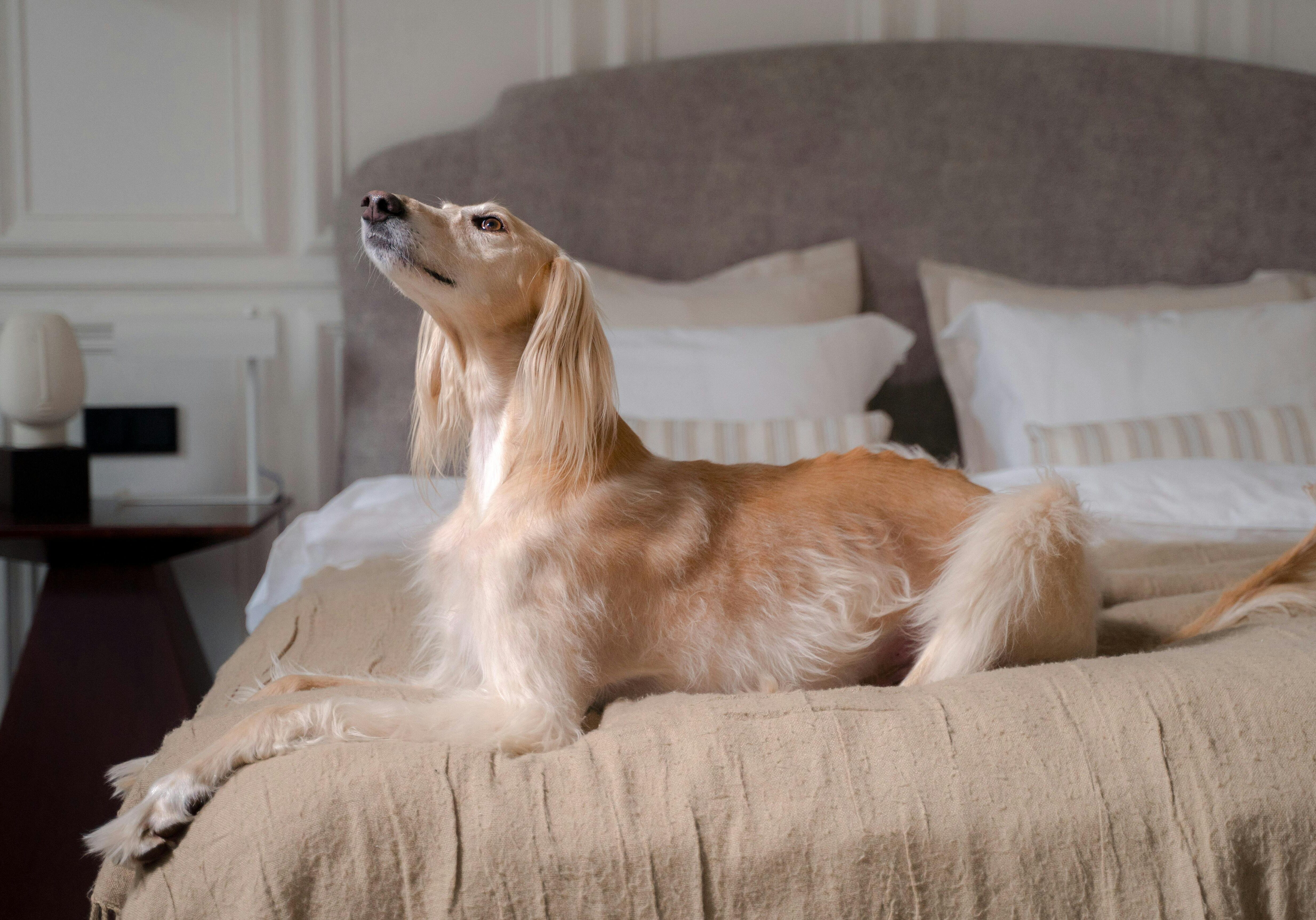 Elegant Saluki dog lounging on bed at Copia Vineyards