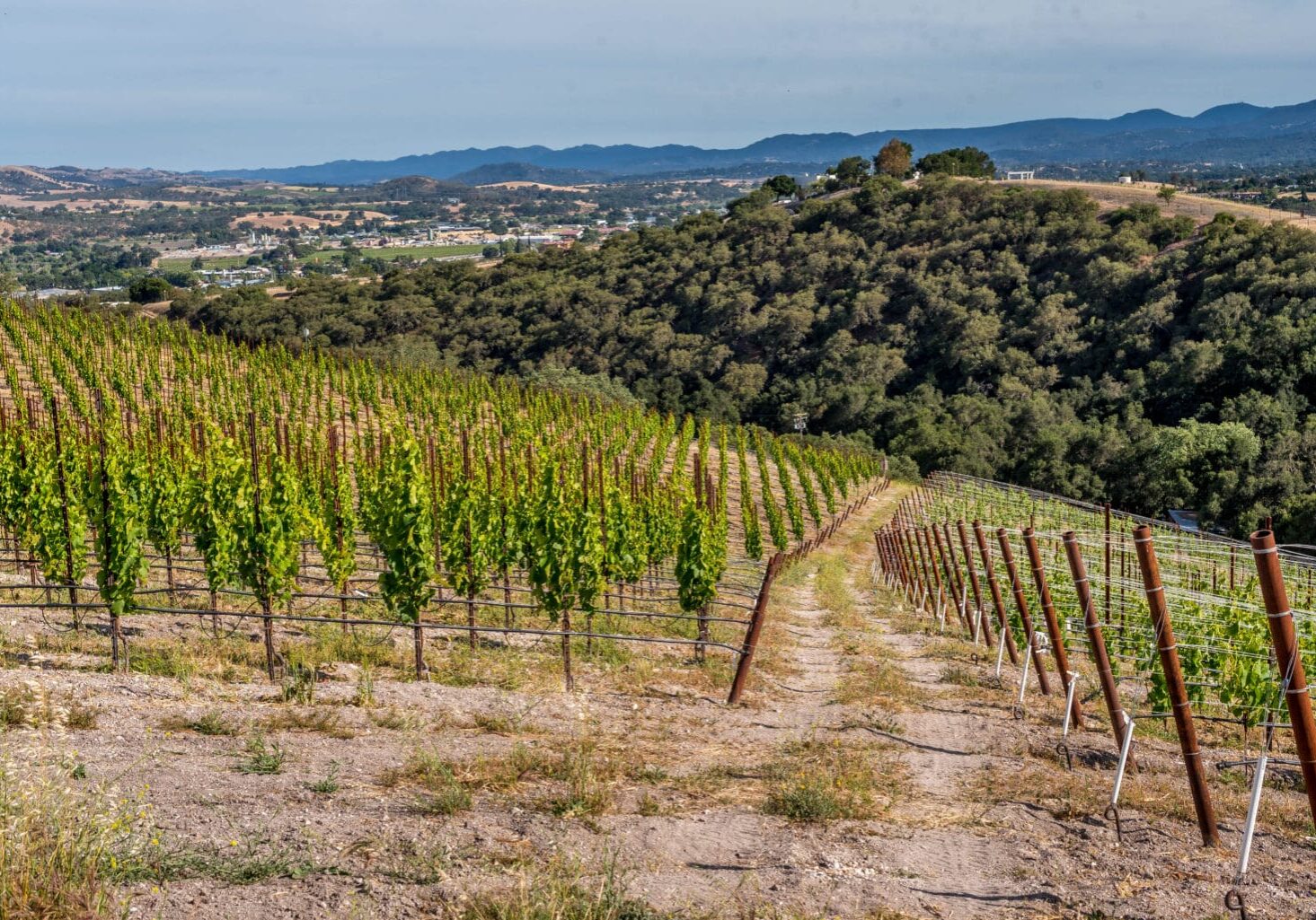 ush vineyard rows on hillside with mountain backdrop