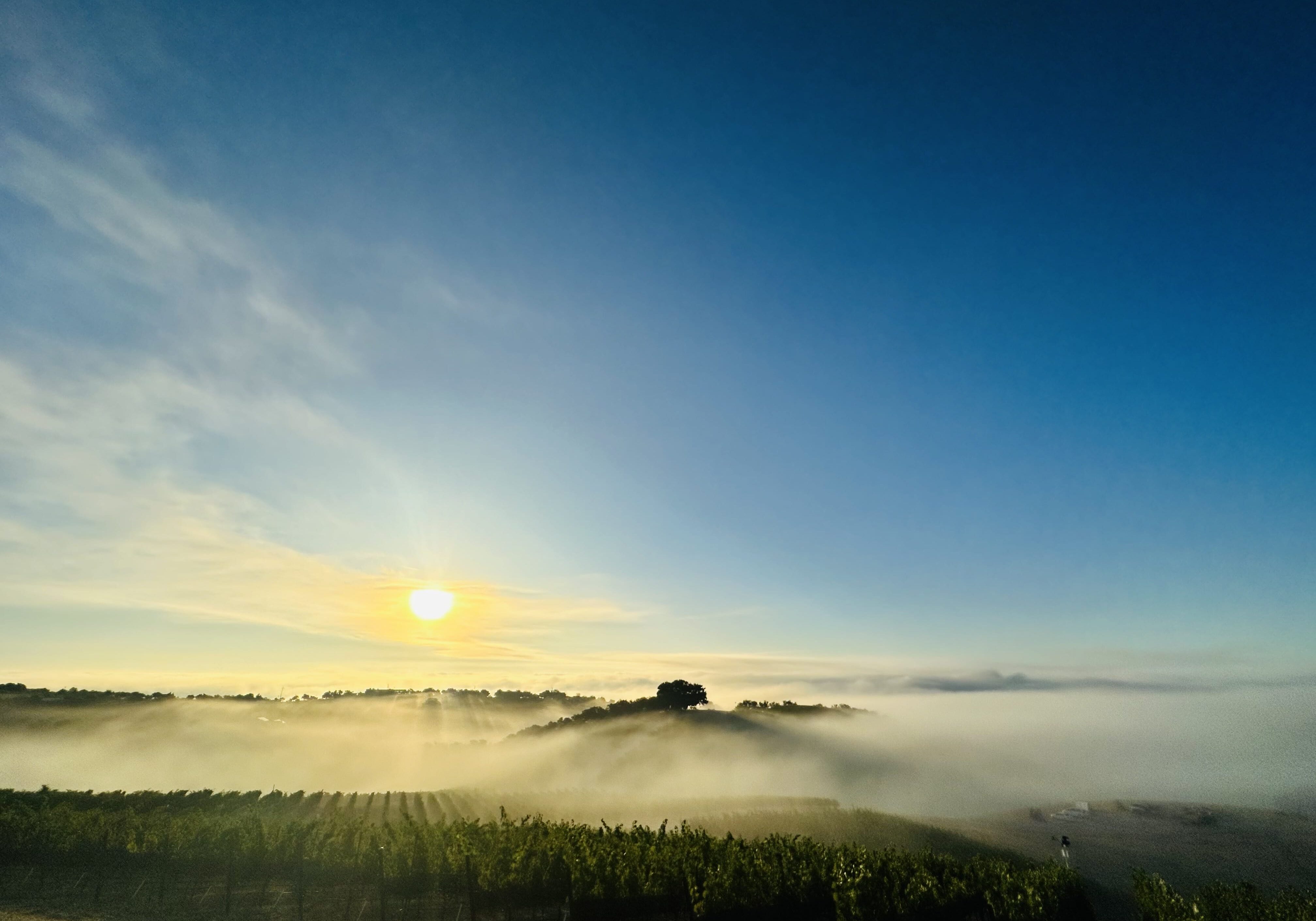 IMG_6631 A beautiful vineyard hilltop with morning fog under the sunrise