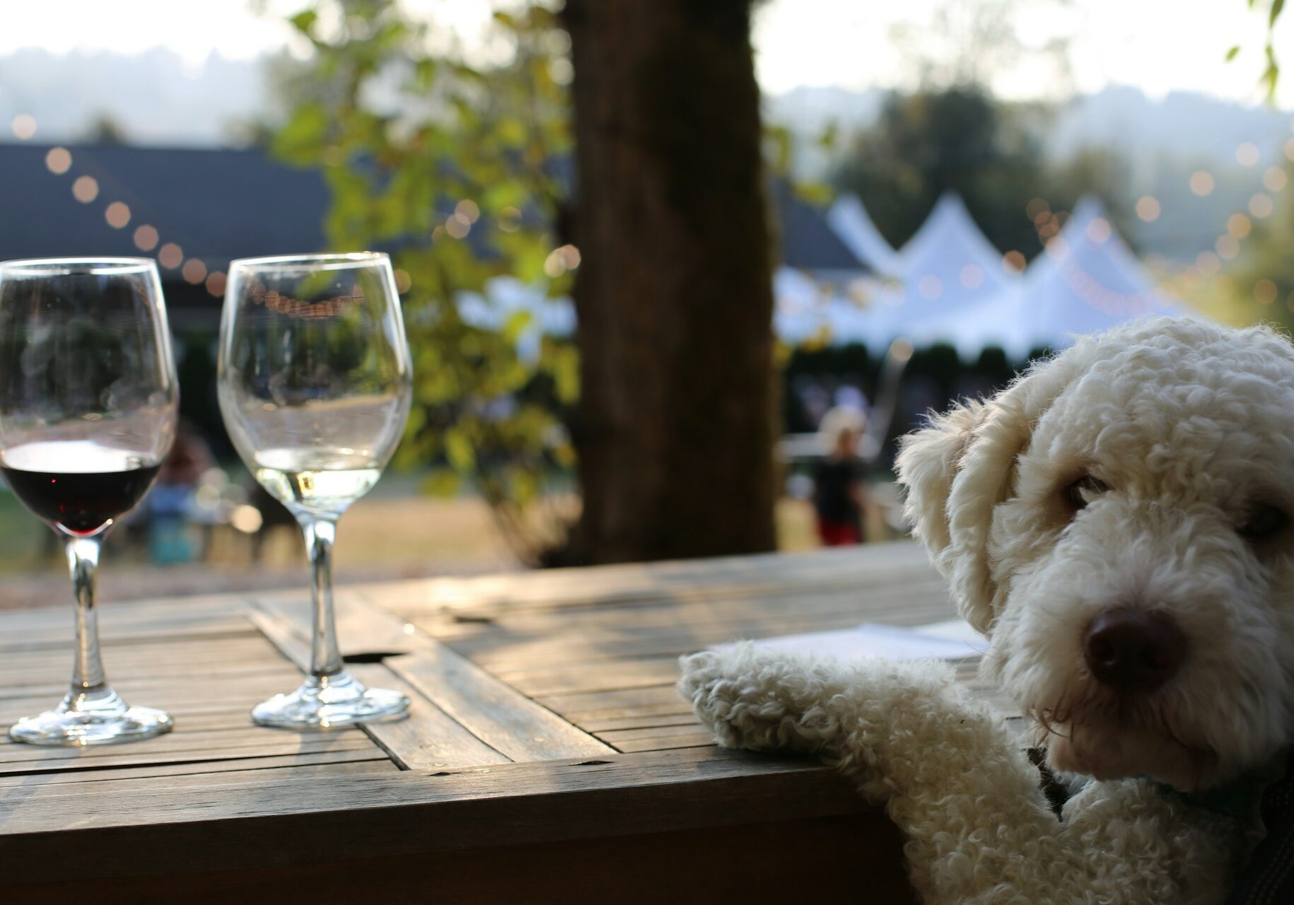 Dog Friendly Wineries in Paso Robles